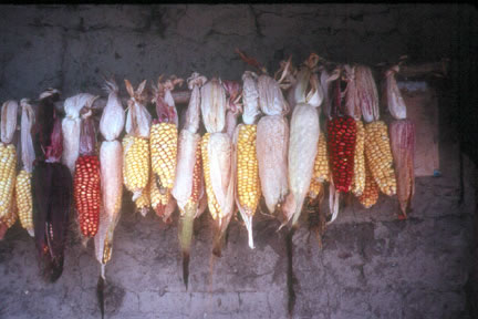 Close-up of drying corn.