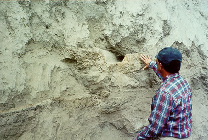Canal-like molded hearth feature in Atuntaqui Mound 30 that has been bisected by bulldozer excavation. A lower burned surface and portion of hearth feature is below the canal-like feature.