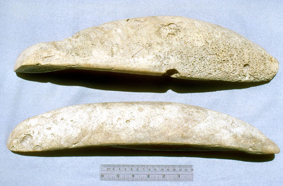 Large shell adzes, recovered from the Idehd mound at Nan Madol.